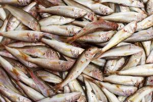 Salmonete