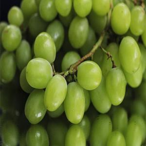 Grapes Seedless (GREEN)