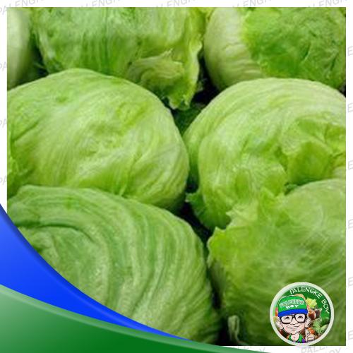 Lettuce Head