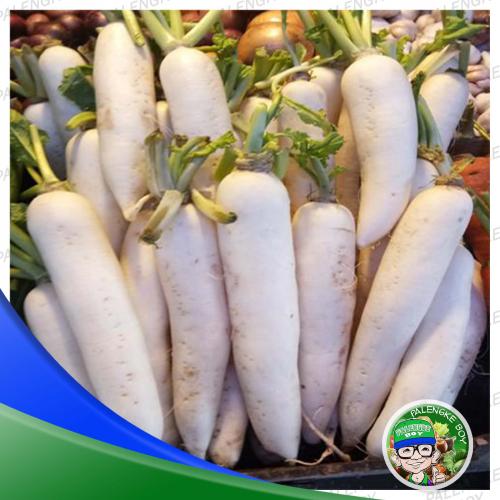 Radish