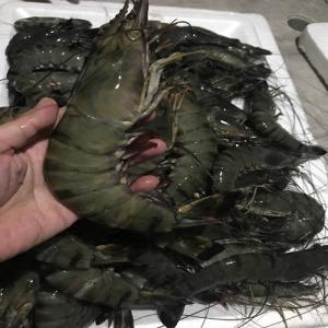 Tiger Prawn (Jumbo)