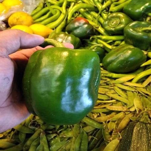 Capsicum